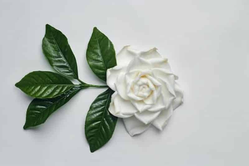 Gardenia : L’éclat parfumé