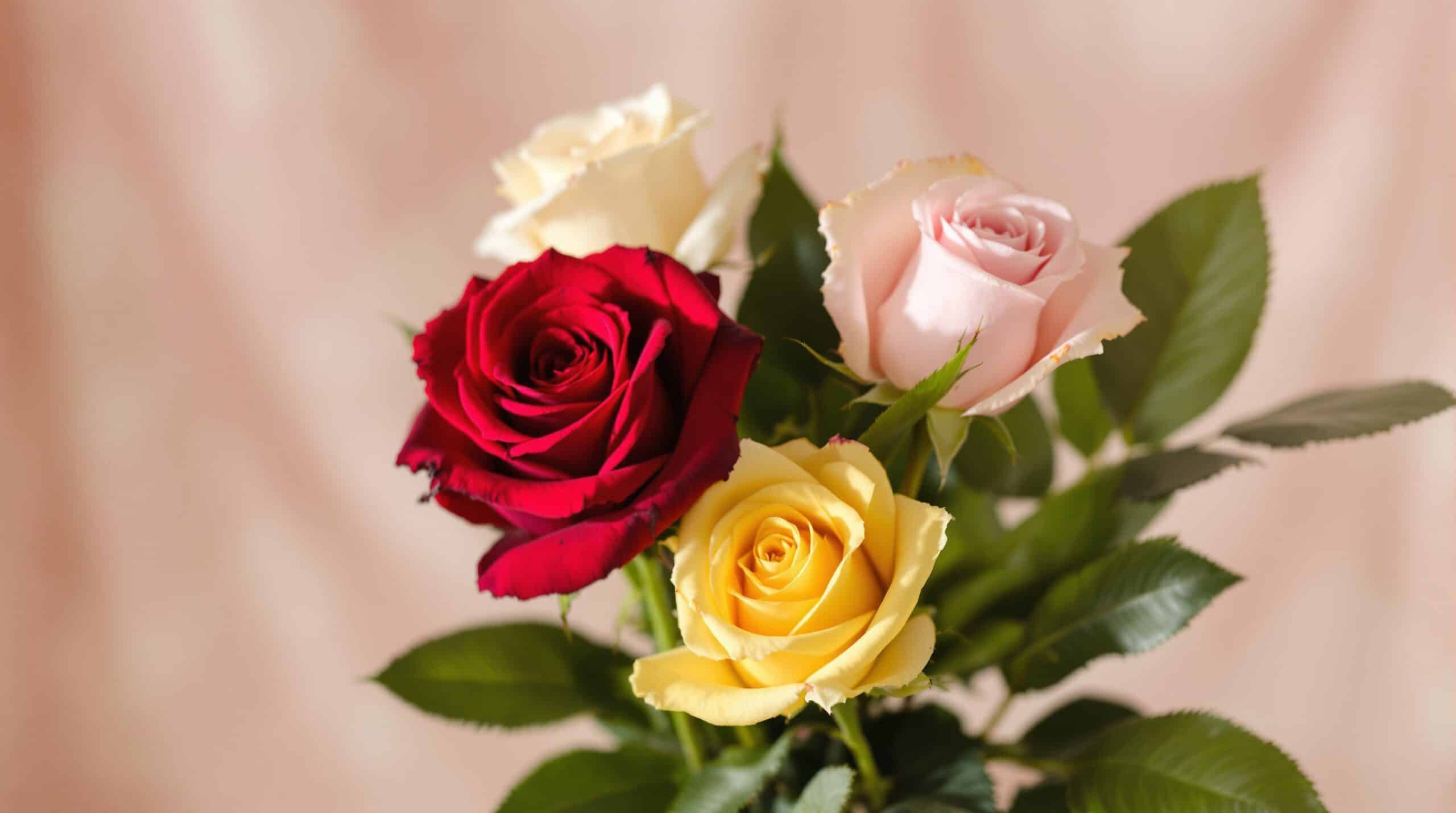 découvrez la signification des différentes couleurs et quantités de roses dans le langage des fleurs. apprenez comment chaque rose transmet des émotions uniques et des messages spécifiques, enrichissant ainsi vos cadeaux floraux et vos déclarations d'amour.