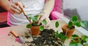 découvrez comment créer vos propres bacs de culture diy pour un jardinage facile et efficace à la maison. instructions simples et matériaux recommandés.