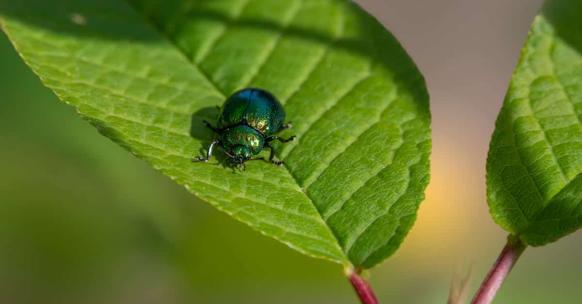 découvrez des méthodes naturelles et efficaces pour lutter contre les parasites, protéger vos plantes et préserver l'environnement grâce au contrôle biologique des nuisibles.
