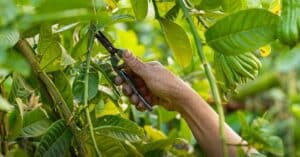 découvrez notre sécateur électrique performant, léger et facile à utiliser pour des tailles précises et rapides de vos arbres et arbustes.